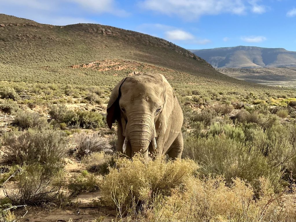 Kruger NP olifanten Zuid Afrika groepsrondreis 6